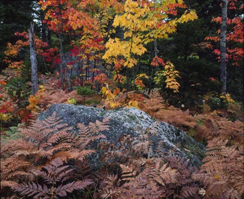 Ferns and Maples, Baxter State Park, ME (MF).jpg